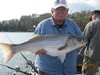 (04/09/2015) - Nice Striped Bass